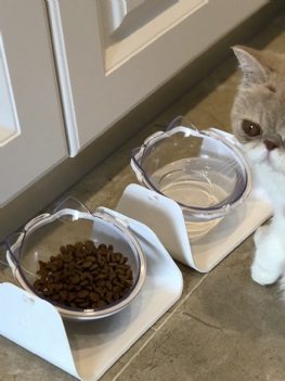 Ochrona Miski Dla Kota Kręgosłup Szyjny Ukośne Usta Pojedyncza Miska Na Karmę Dla Kotów Na Dla Tilt Cat Pet Bowl