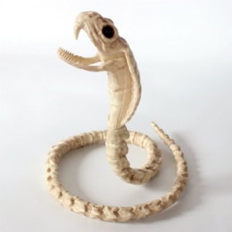 Szkielet Cobra Snake Bone Haunted House Decoration Zginalny Korpus