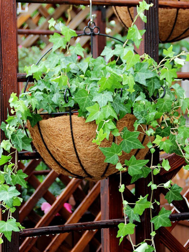 Kreatywna Żelazna Donica Do Montażu Na Ścianie Z Ekologicznym Wkładem Kokosowym Garden Balcon Home Decor