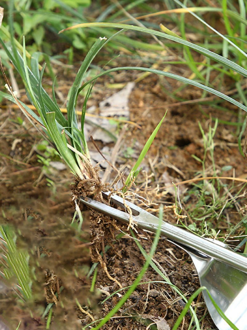 Narzędzie Ręczne Ze Stali Nierdzewnej Ogród Usuwanie Na Zewnątrz Ściągacz Do Gruntów Rolnych Instrukcja Obsługi Warzyw Usuń Trawnik Wielofunkcyjny Przeszczep Chwastów