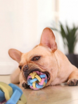 1pc Gumowe Zabawki Dla Psów Mały Uroczy Kolorowa Piłka Interaktywne Dla Scratcher Zęby Artykuły Dla Zwierząt Domowych Dla