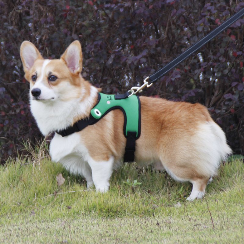 Cute Frog Dog Pasek Na Klatkę Piersiową Corgi Walka Kamizelka Trakcyjna Dla Zwierząt Domowych