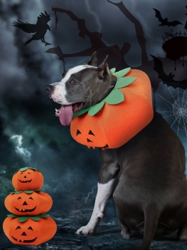 Dyniowy Pies Na Halloween Element Ubioru Wielofunkcyjna Obroża Dla Psa Kot Domowy Party Kostium Transformacji