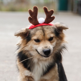 Ozdoba Świąteczna Pet Deer Antler Headgear Dziecięca Do Włosów Z Poroża Łosia